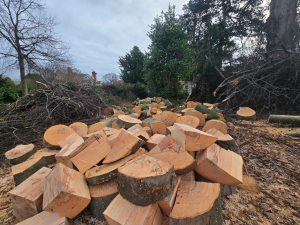 Logs cut 1